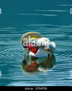 Europa, Deutschland, Hessen, Nordhessen, Waldecker Land, Kellerwald-Edersee-Nationalpark, Stumme Schwan (Cygnus olor), Gefiederpflege Stockfoto