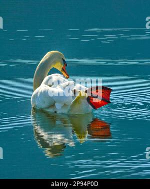 Europa, Deutschland, Hessen, Nordhessen, Waldecker Land, Kellerwald-Edersee-Nationalpark, Stumme Schwan (Cygnus olor), Gefiederpflege Stockfoto