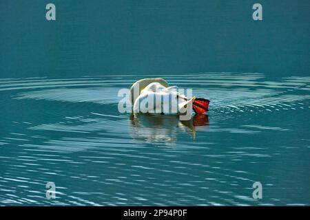 Europa, Deutschland, Hessen, Nordhessen, Waldecker Land, Kellerwald-Edersee-Nationalpark, Stumme Schwan (Cygnus olor), Gefiederpflege Stockfoto