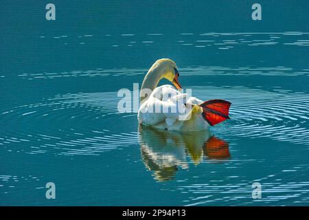 Europa, Deutschland, Hessen, Nordhessen, Waldecker Land, Kellerwald-Edersee-Nationalpark, Stumme Schwan (Cygnus olor), Gefiederpflege Stockfoto