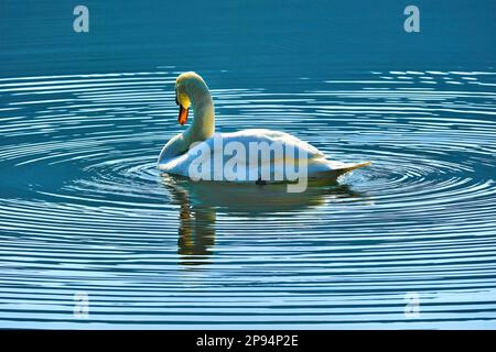 Europa, Deutschland, Hessen, Nordhessen, Waldecker Land, Nationalpark Kellerwald-Edersee, Stumm Schwan (Cygnus olor) Stockfoto