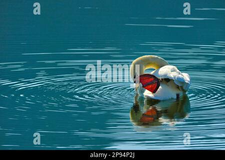 Europa, Deutschland, Hessen, Nordhessen, Waldecker Land, Kellerwald-Edersee-Nationalpark, Stumme Schwan (Cygnus olor), Gefiederpflege Stockfoto