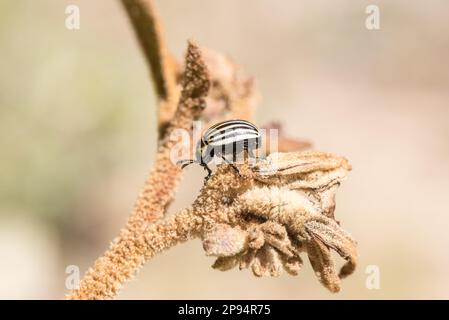 Der hoch sitzende Kartoffelkäfer Colorado (Leptinotarsa decemlineata) in Mexiko Stockfoto