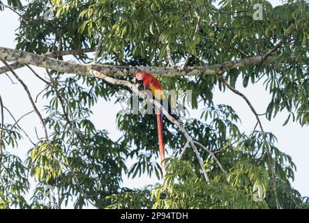 Scharlachmakrele (Ara macao) im Bundesstaat Chiapas, Mexiko Stockfoto