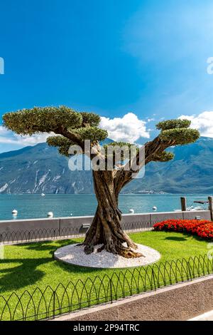 Olivenbaum, Promenade, Limone sul Garda, hinter dem Berg Monte Baldo, 2218 m, Gardasee, Provinz Brescia, Lombardei, Italien, Europa Stockfoto