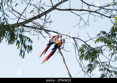 Scarlet Macaws (Ara macao), Paarverbindung im Staat Chiapas, Mexiko Stockfoto