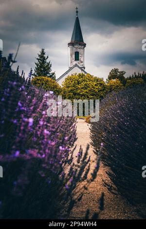 Kleine Kirche, Lavendel im Vordergrund, Lavandula angustifolia, Lavendeldorf Dörgice in Ungarn am Plattensee Stockfoto