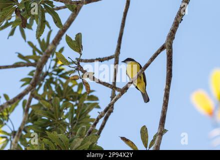 Hochgetriebener sozialer Flycatcher (Myiozetetes similis) in Sumidero Gorge, Chiapas State, Mexiko Stockfoto