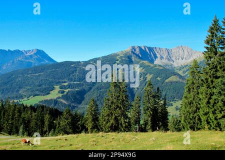 Blick vom Tuftlalm (1496m) im Hintergrund links das Wannig (2493m), in der Mitte das Grubigstein, rechts das Gartnerwand (2377m), Lermoos, Zugspitzarena, Tirol, Österreich Stockfoto