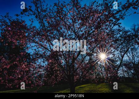 Am späten Nachmittag scheint die Sonne durch die Bäume Stockfoto