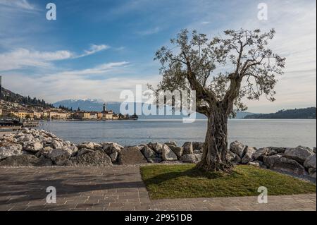 Ein wunderschöner Olivenbaum an der Seepromenade von Salò Stockfoto