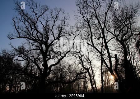 Sonnenaufgang am Seeufer, Utting, Ammersee, Voralpensee, Alpenvorland, Oberbayern, Bayern, Deutschland Stockfoto