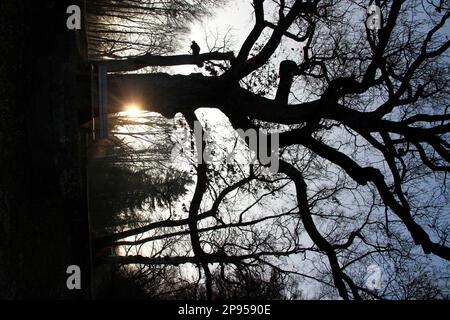 Bank bei Sonnenaufgang am Seeufer, Utting, Ammersee, Voralpensee, Alpenvorland, Oberbayern, Bayern, Deutschland Stockfoto