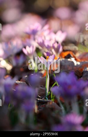 Snow crocus (Crocus tommasinianus), Dalmatian crocus Stockfoto