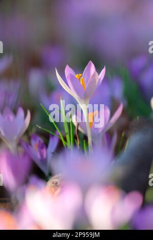 Snow crocus (Crocus tommasinianus), Dalmatian crocus Stockfoto