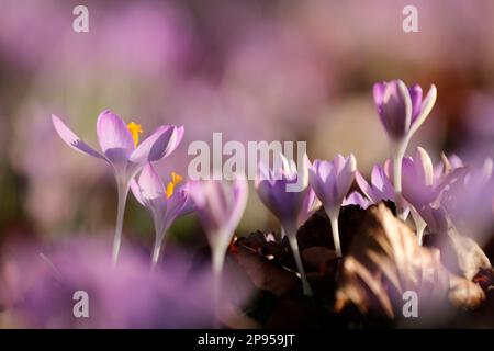 Snow crocus (Crocus tommasinianus), Dalmatian crocus Stockfoto