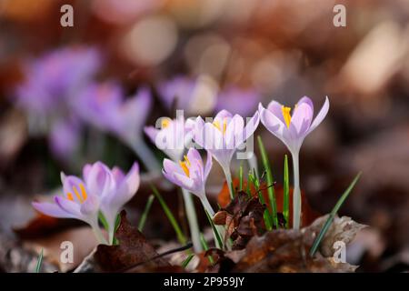 Snow crocus (Crocus tommasinianus), Dalmatian crocus Stockfoto