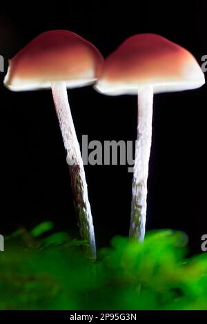 Pilze, Makrofoto Stockfoto