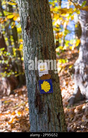 Auf dem Weg auf der Moselsteig über Trier. Herbstwald. In der Mitte des Bildes befindet sich ein Baum, auf dem der Wanderweg Moselsteig markiert war. Stockfoto