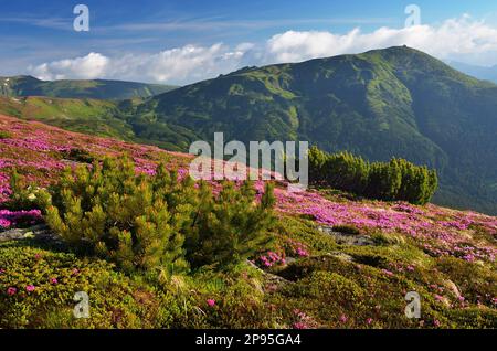 Blühende Rhododendron in den Bergen. Bergkiefern-Büsche. Sonniger Tag Stockfoto