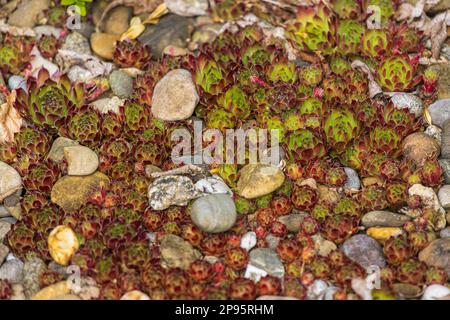 Saftig, Sempervivum minutum, Steine, Steingarten Stockfoto