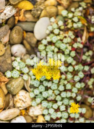 Saftig, Sempervivum minutum, Steine, Steingarten Stockfoto