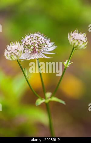 Tolle Starthistle „Pink Joyce“ in der Natur Stockfoto