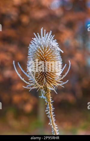 Trockene Blüten des wilden Kardons, Dipsacus fullonum, bedeckt mit Heiserfrost Stockfoto