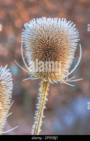 Trockene Blüten des wilden Kardons, Dipsacus fullonum, bedeckt mit Heiserfrost Stockfoto