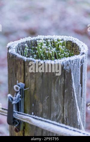 Flechten (Cladonia pyxidata) mit Eiskristallen und Schnee auf einem Holzpfahl im Winter Stockfoto