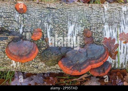 Nördlicher Zinnober-Schwamm (Pycnoporus cinnabarinus) oder Zinnober-roter Met Stockfoto