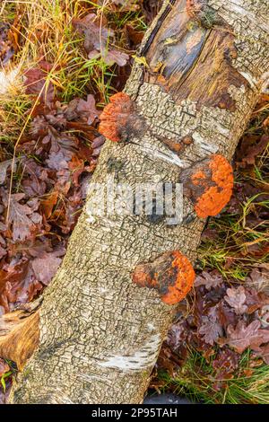 Nördlicher Zinnober-Schwamm (Pycnoporus cinnabarinus) oder Zinnober-roter Met Stockfoto