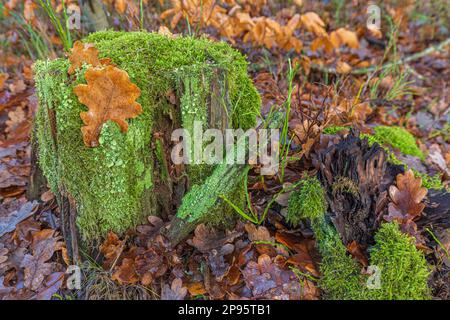 Nahaufnahme der Trompetenflechte, Cladonia fimbriata, im Winter auf einem Baumstamm Stockfoto