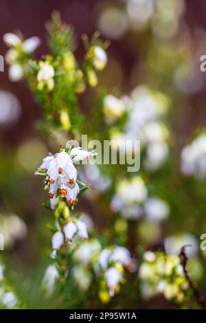 Blühende Winterheide, Schneeheide (Erica carnea) Stockfoto