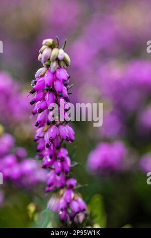 Blühende Winterheide, Schneeheide (Erica carnea) Stockfoto