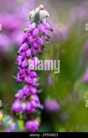 Blühende Winterheide, Schneeheide (Erica carnea) Stockfoto