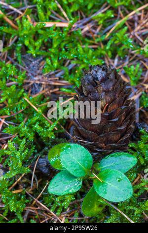 Lärchenkegel, Waldstillleben, Natur im Detail Stockfoto