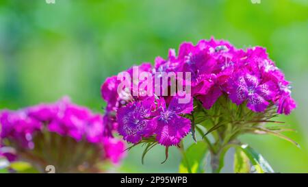 Türkische wilde Nelke. Blume Nahaufnahme. Selektiver Fokus im Vordergrund Stockfoto