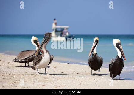 Pelikane, die sich auf dem Sand des Atlantikstrands vor dem Hintergrund eines Fischerboots ausruhen. Wilde Vögel auf blauem Wellenhintergrund Stockfoto