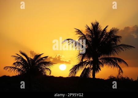 Blick auf die aufgehende Sonne durch die Silhouetten von Kokospalmen am tropischen Strand, Hintergrund für Urlaub und Reisen Stockfoto