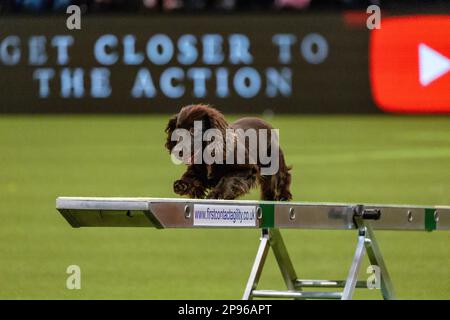 Birmingham, 10. März 2023. Ein Cocker Spaniel nimmt am zweiten Tag der Crufts 2023 im NEC in Birmingham UK an der Agility Championship Teil. ©Jon Freeman/Alamy Live News Stockfoto