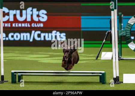 Birmingham, 10. März 2023. Ein Cocker Spaniel nimmt am zweiten Tag der Crufts 2023 im NEC in Birmingham UK an der Agility Championship Teil. ©Jon Freeman/Alamy Live News Stockfoto