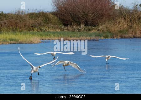 Bewicks Schwan (Cygnus columbiana bewickii), die im Dezember aus einem gefrorenen Sumpfbecken in Gloucestershire, Großbritannien, abhebt. Stockfoto