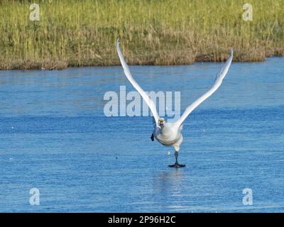 Bewicks Schwan (Cygnus columbiana bewickii), der aus einem gefrorenen Sumpfbecken in Gloucestershire, Großbritannien, im Dezember abhebt. Stockfoto