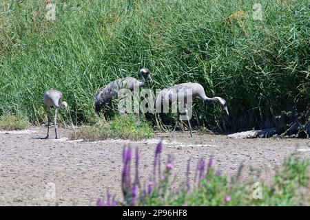 Gewöhnlicher/Eurasischer Kran (Grus grus), Jungfräsen mit seinen Eltern am Rande eines Süßwassersees, Slimbridge, Gloucestershire, Großbritannien, August. Stockfoto