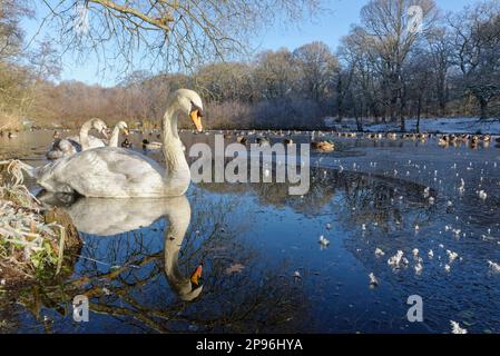 Stumme Schwäne (Cygnus olor) Familie und Mallarden (Anas platyrhynchos) schwimmen und ruhen sich auf einem teilweise gefrorenen Teich, Cannop Teiche, Forest of Dean, Glos. Stockfoto