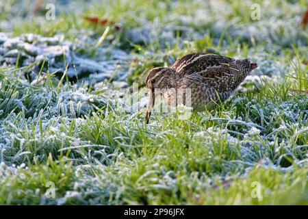 Gemeine Schlangengurke (Gallinago gallinago), die an einem kalten Wintermorgen beim Auftauen auf stark verfrostetem Grasland forscht, Gloucestershire, Vereinigtes Königreich, Dezember. Stockfoto