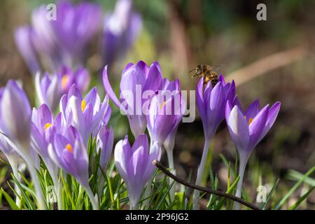 Nahaufnahme einer Biene auf rosa Krokusblumen Stockfoto