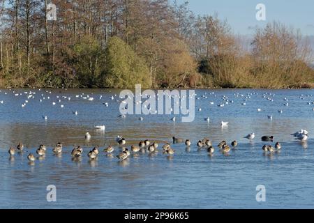 Gemeine Ente (Anas crecca) ruht auf dem gefrorenen Rand eines Sees mit anderen Enten und Möwen, die im Hintergrund schwimmen, Gloucestershire, Großbritannien. Stockfoto