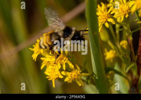 Hummelbiene sammelt Pollen von einer gelben Blume Stockfoto